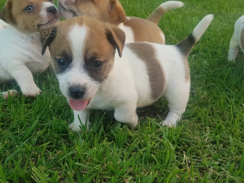 rozko�n� jack russell �t���tka