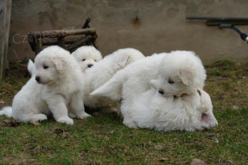 Chov m� �t��ata Maremma Abruzzese Shepherd