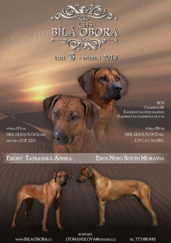 Rhod�sk� ridgeback 