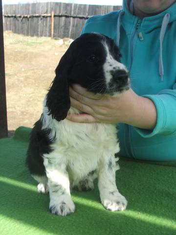 Anglick� �pringr�pan�l - pejsek s PP