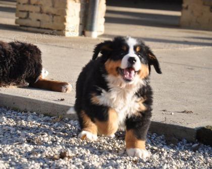 Bernsk� sala�nick� pes