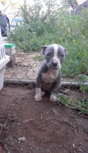 Pitbull teri�r �t��ata.