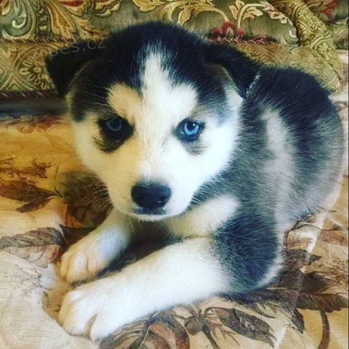 Modr� o�i sibi�sk� husky
