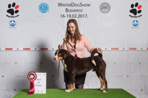 Appenzellsk� sala�n�cky pes