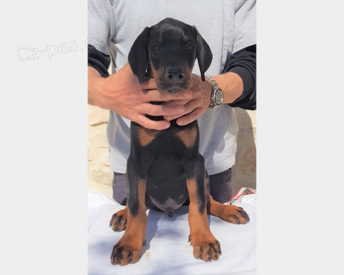 Rozko�n� �t���tka Dobermann