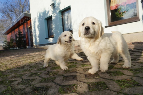 zlat� retr�vr �t��ata