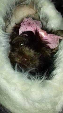 kr�sn� shiba inu �t���tka jsou k dispozici