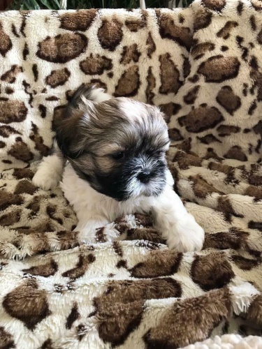 �t��ata shih tzu