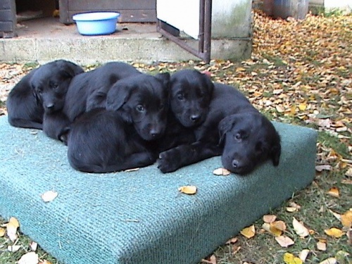 FLAT COATED RETRIEVER - �t��ata