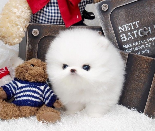 Rozko�n� �t���tka z Pomeranian hra�ky