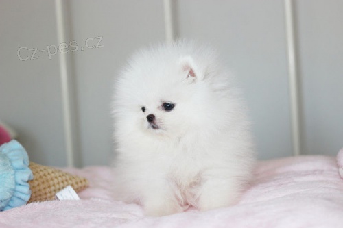 Rozko�n� �t���tka z Pomeranian hra�ky