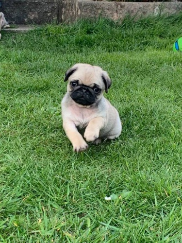 Sladk� Mops �t��ata