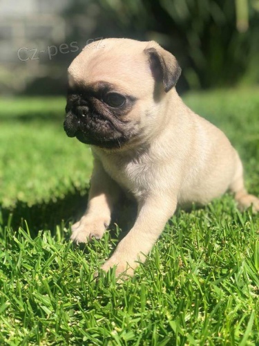 Sladk� Mops �t��ata