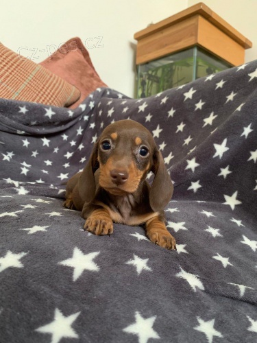 Vynikaj�c� jezev��k �t��ata