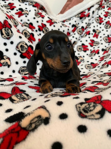 Vynikaj�c� jezev��k �t��ata