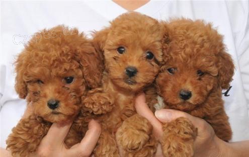 K dispozici �t��ata pejska a samice pudla.