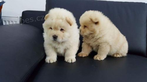 Chow Chow �t��ata pro nov� domovy