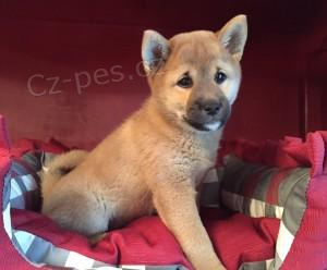 Rozko�n� �t��ata Shiba Inu.