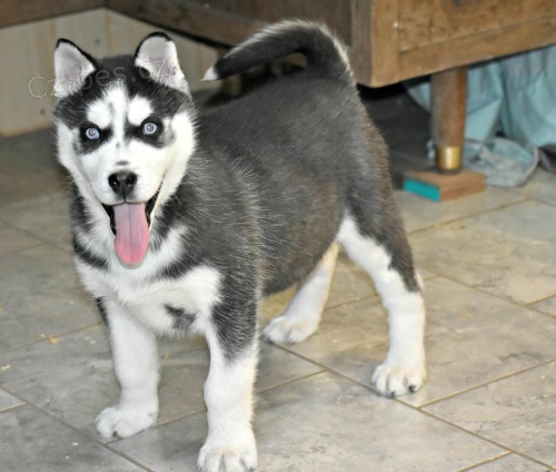 Sibi�sk� Husky �t��ata p�ipravena k p�ijet�