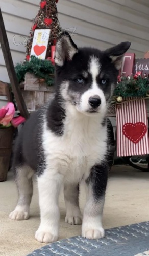 Sibi�sk� Husky �t��ata p�ipravena k p�ijet�