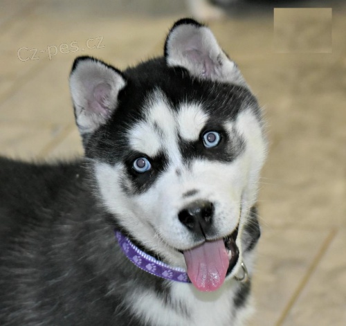 Maltsk� �t���tka p�ipravena k adopci