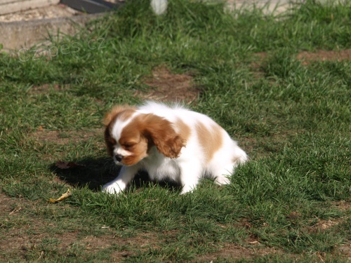 registrovan� kaval�r king charles