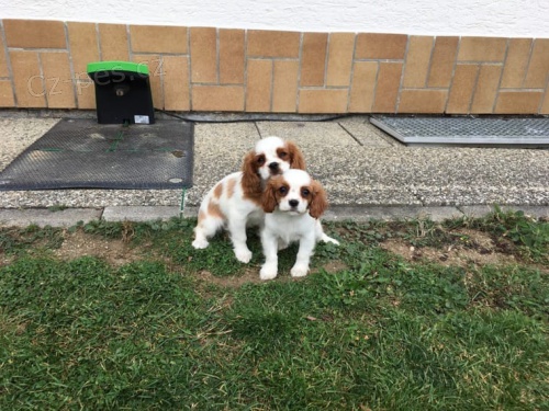 registrovan� kaval�r king charles 