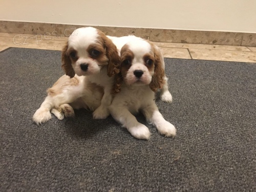 registrovan� kaval�r king charles