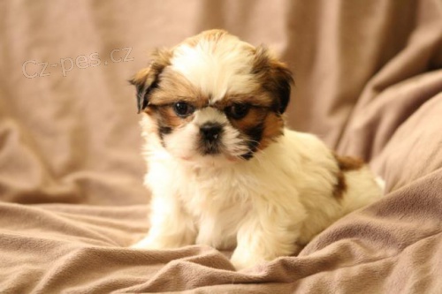 Drah� �t��ata Shih Tzu