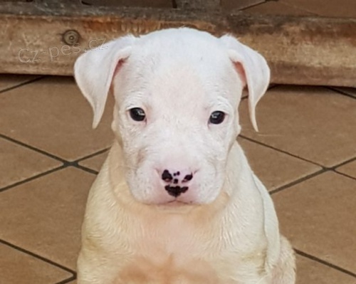 Dogo Argentino �t��ata