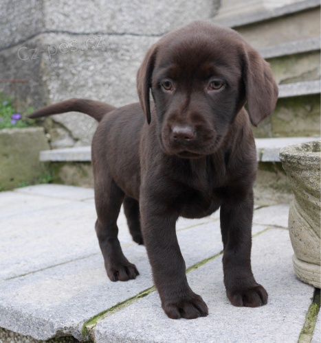 Kr�sn� �t��ata labrador