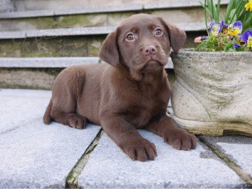 Kr�sn� �t��ata labrador