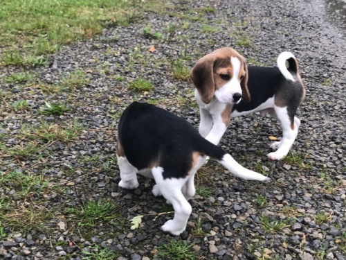 Mu�sk� a �ensk� Beagle