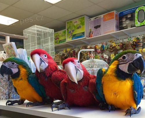 papuVy�kolen� papou�ci a �rodn� vejce