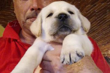 kr�sn� �t��ata labrador� 