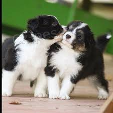 �t��ata s PP FCI Border kolie