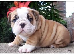  Rozko�n� anglick� buldok �t��ata