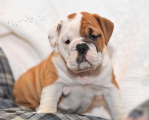 Vr�s�it� anglick� buldok �t��ata pro svobodn� p�ijet�