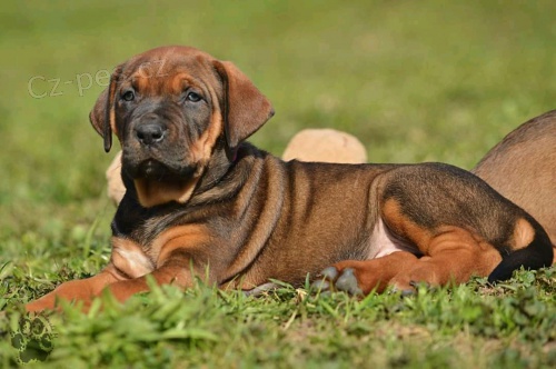 Tosa Inu pejsek a fenecka k odb�ru 