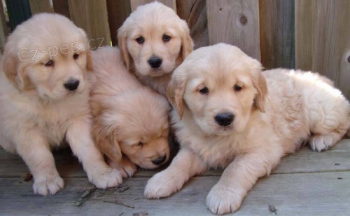 Zlat� retr�vr �t��ata.