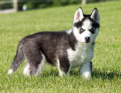 �t��ata sibi�sk�ho Husky.