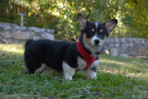 Pembroke wesh corgi �t��ata
