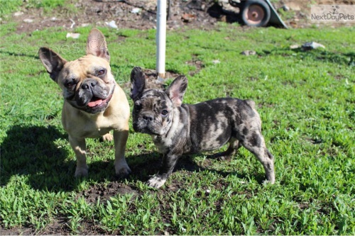 Francouzsk� buldo�ek �t��ata