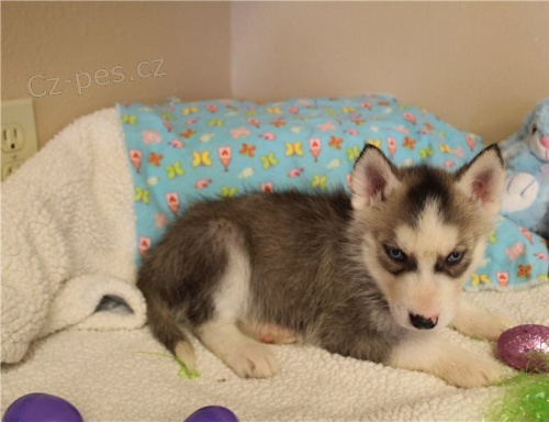 �t��ata velk� dogy pro p�ijet�