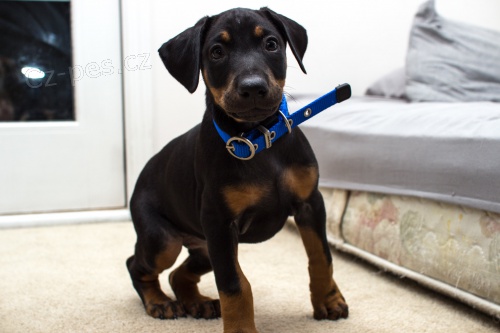 �t��ata dobrmana s pr�kazem p�vodu