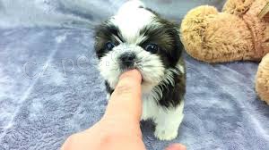 �t��ata Shih Tzu pro p�ijet�