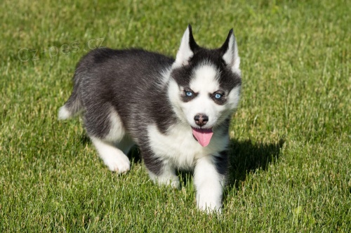 �t��ata sibi�sk�ho Husky pro p�ijet�