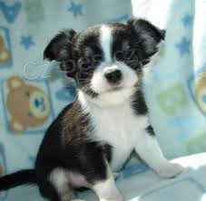 �ivava �t��ata k p�ijet�