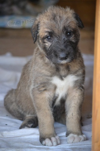 Irsk� vlkodav  -�t���tka