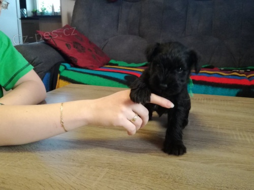 �t��ata mal�ho �ern�ho kn�ra�e